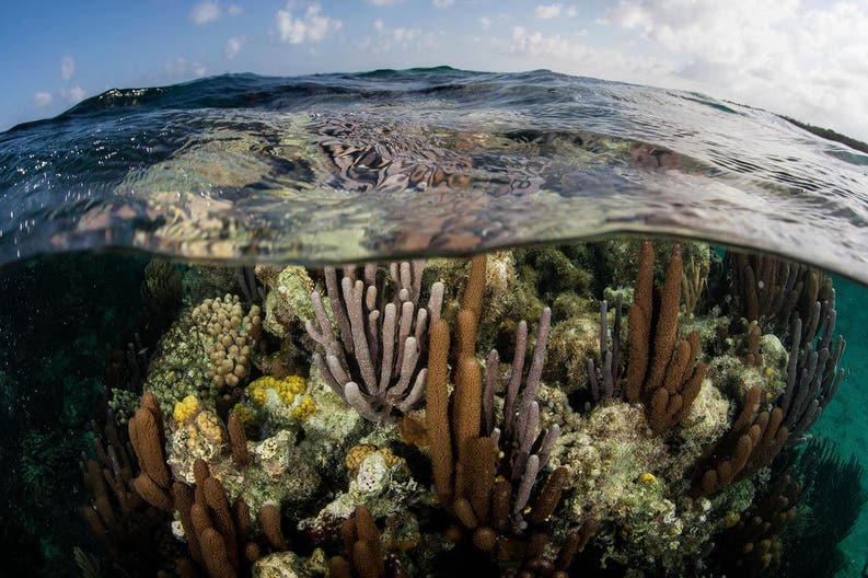 Belize habitat sottomarino