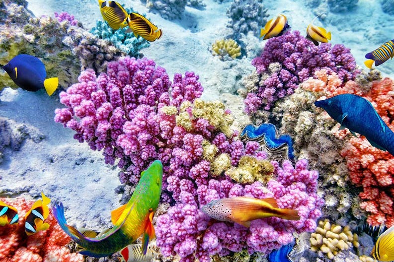 Belize habitat sottomarino