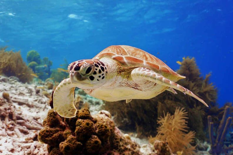 Turtle in the sea in Bonaire