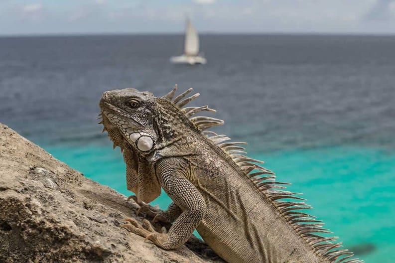 bonaire-iguana