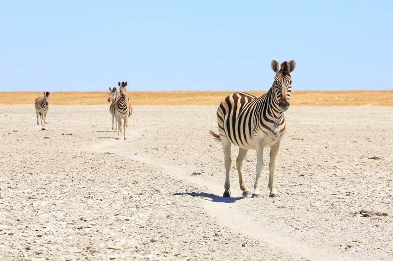 botswana-zebra-in-kalahari-223447543
