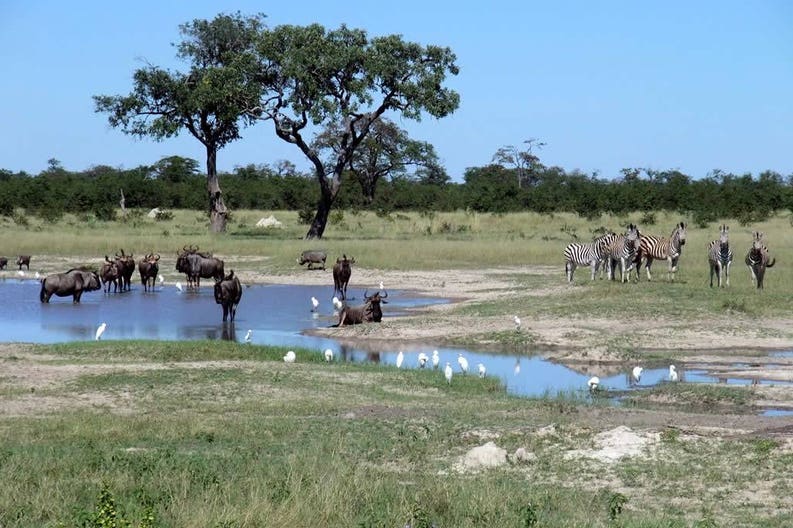 botswana-chobe-national-park-gnu-zebre-gnu-e-zebre-nel-chobe-national-park-in-botswana