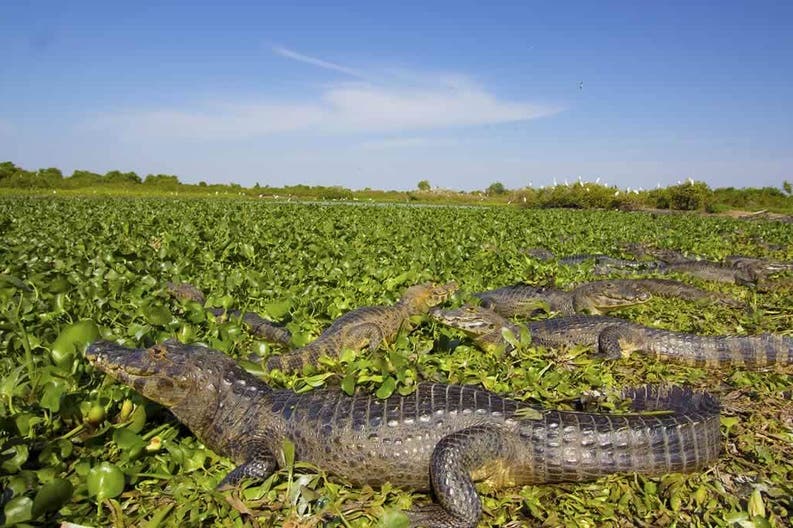 brazil-close-of-yacare-cayman-at-pantanal-matogrossense