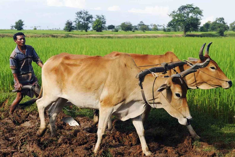 cambodia-farmer