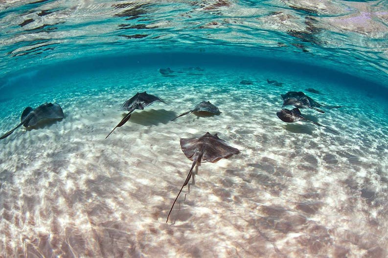 cayman-islands-starfish-point