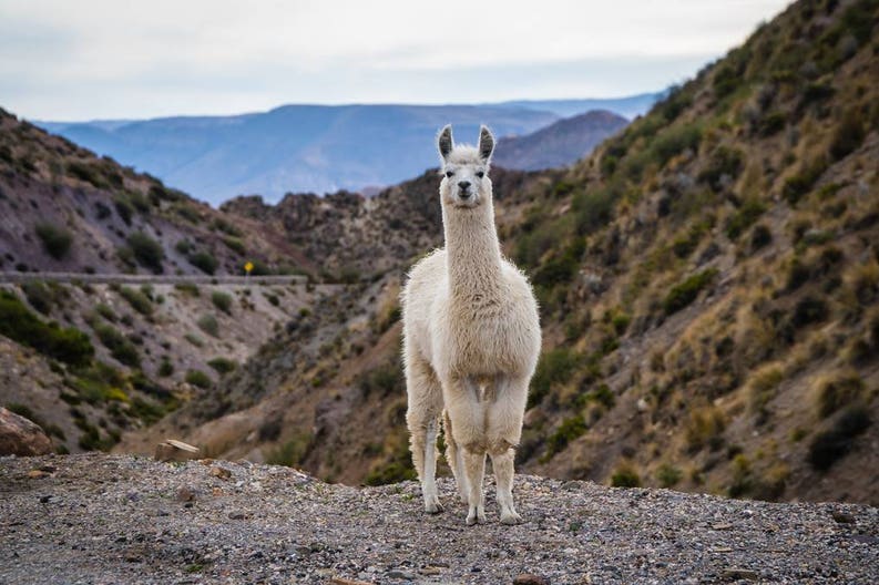 atacama-desert-llama-in-chile