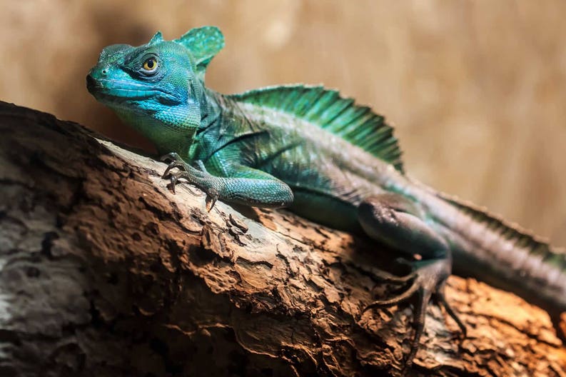 costa-rica-green-plumed-basilisk