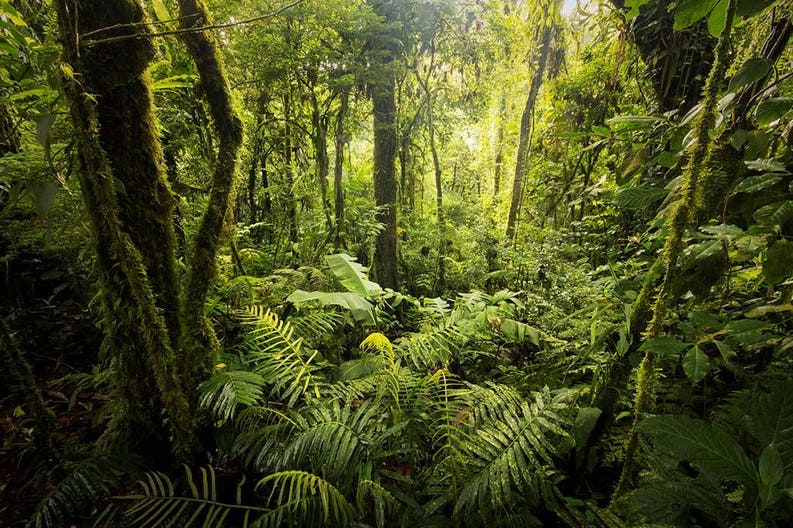 costa-rica-lush-tropical-forest