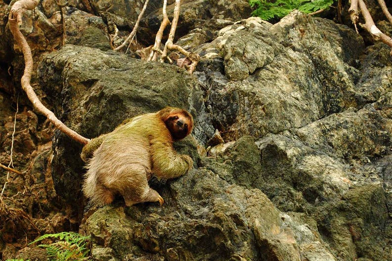 costa-rica-sloth