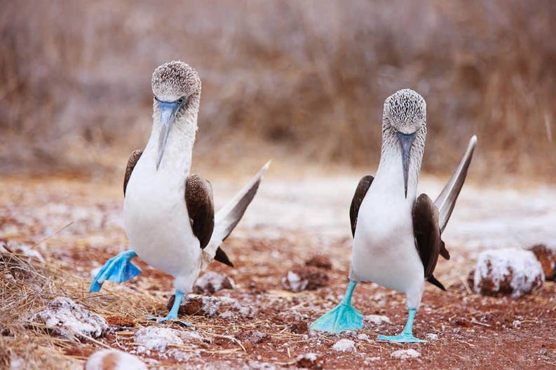 galapagos-couple-of-blue-footed-boobies-performing-mating-dance