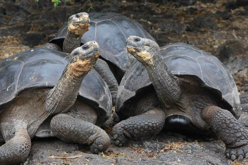 Giant Turtles in Galapagos