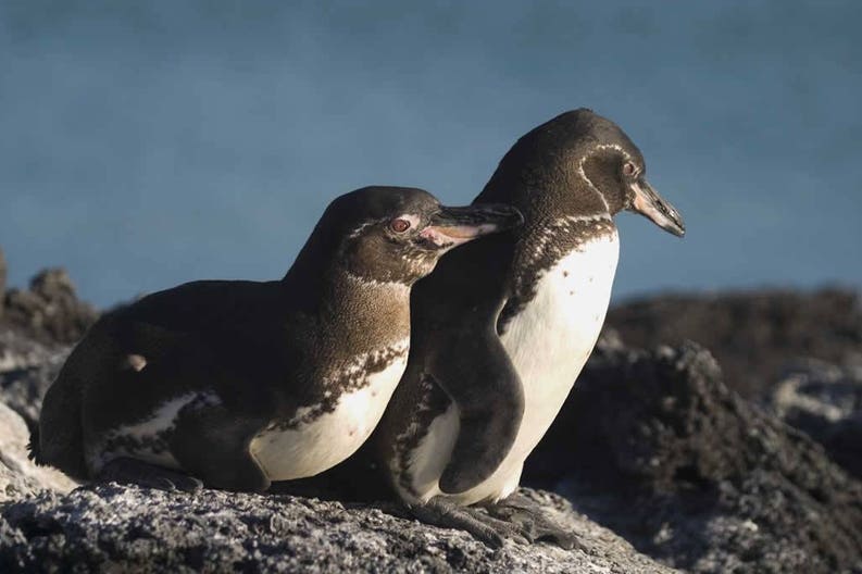 galapagos-penguins-on-rocks