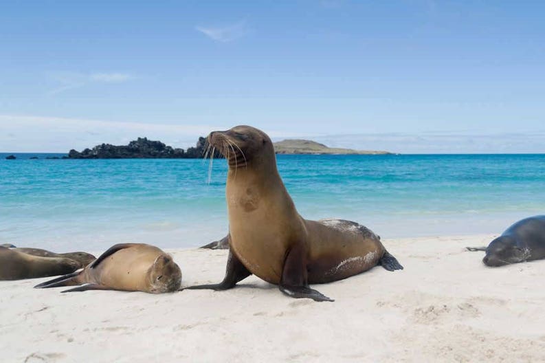 galapagos-sea-lion