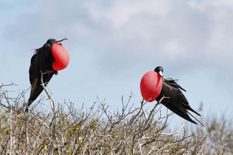Ecuador frigate birds