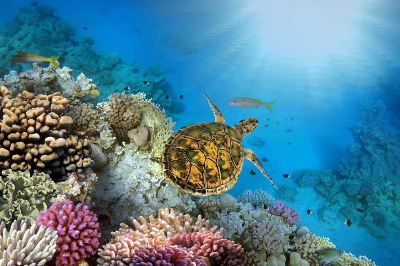 egypt-coral-reef-red-sea
