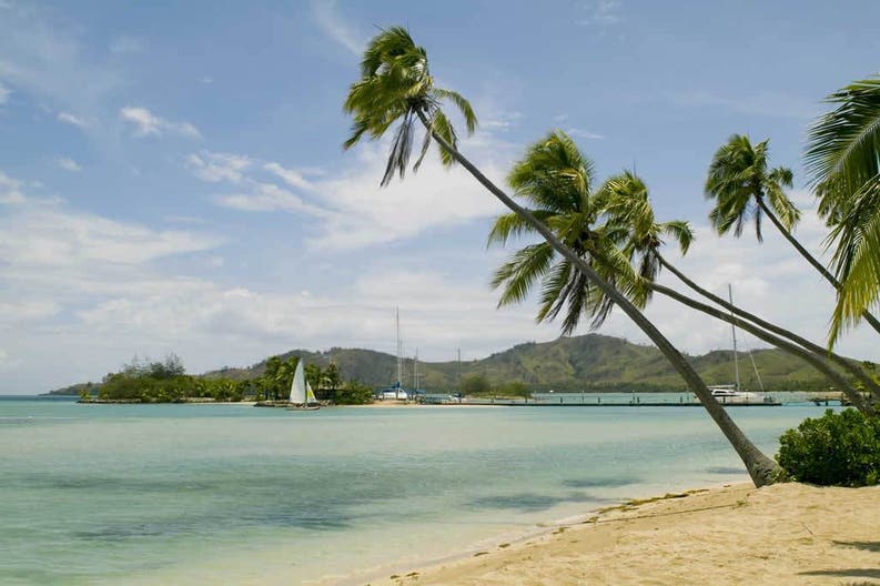 Fiji islands beach and palms