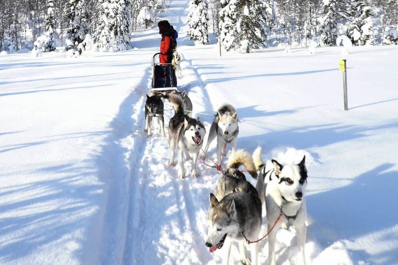 Finlandia slitta di husky
