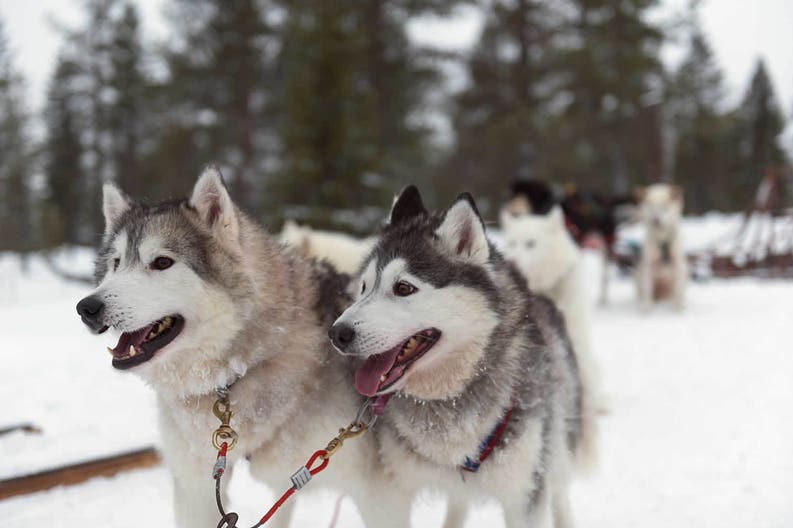 Finlandia husky