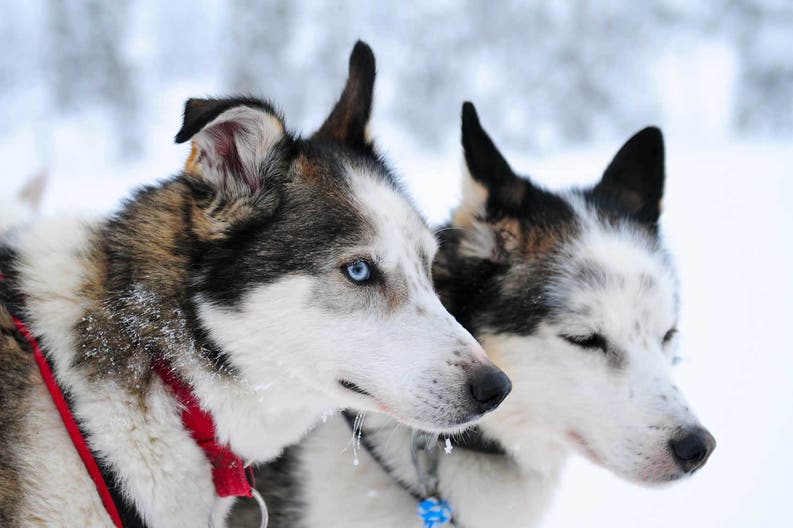 Finlandia husky