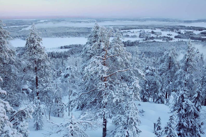 Finlandia Vuokatti foresta
