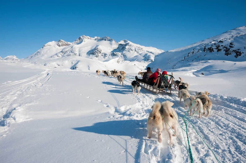 Sled dog in Greenland
