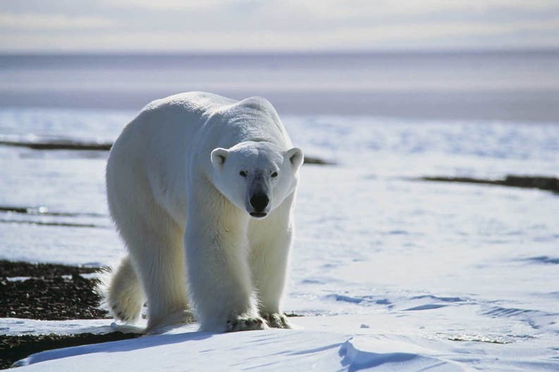 Bear in Greenland