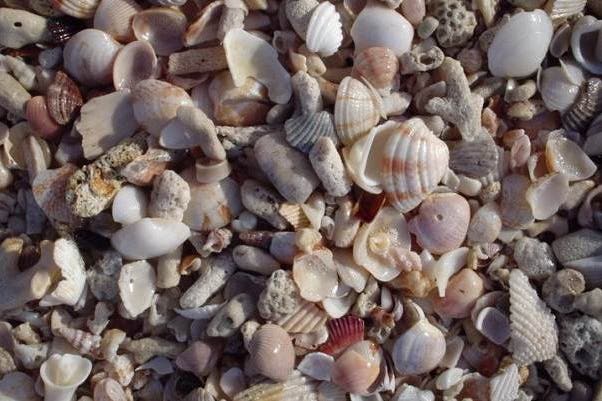 Guadeloupe shells collection Collection of shells of Guadeloupe