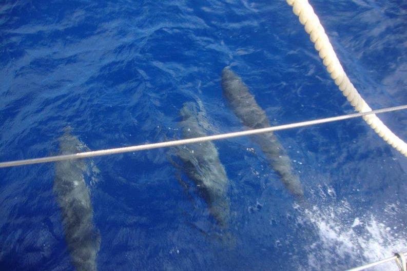 Barbuda fishing sea Fishing in the sea of Barbuda