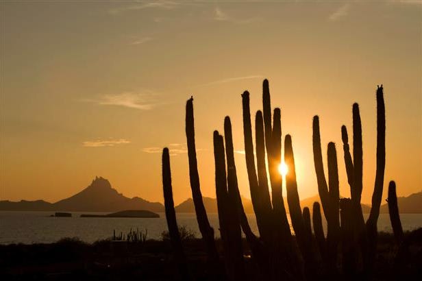View of the sunset through a cactus in Guatemala City