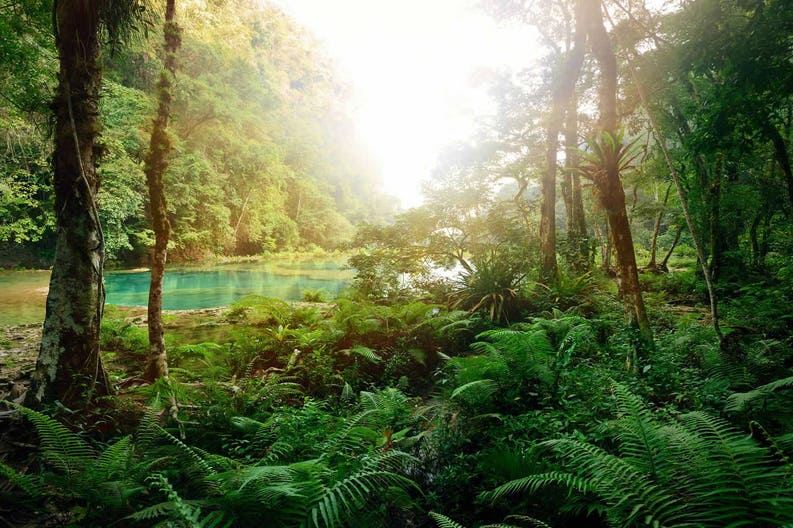 guatemala-national-park-semuc-champey-mysterious-mayan-jungle