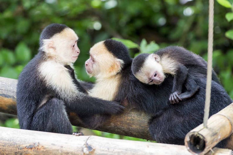 honduras-monkeys