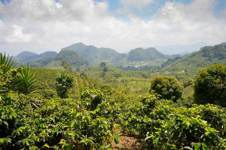 Honduras piantagioni