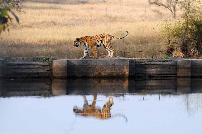 Parco nazionale Bandhavgarh in India
