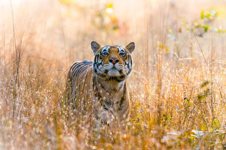 india-kanha-national-park-tiger