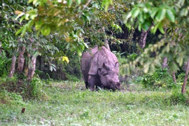 Rhino in the national park of Kaziranga in India