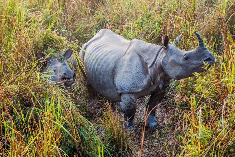 Kaziranga in India