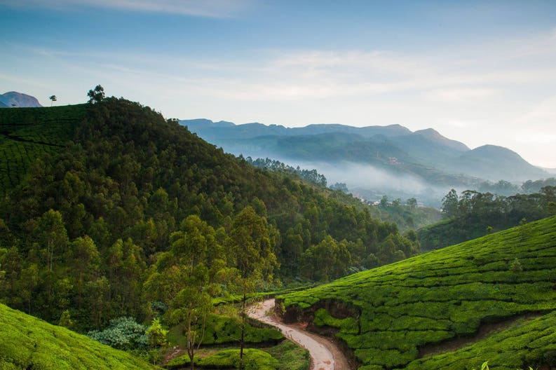 india-munnar-tea-field-kerala-120887938