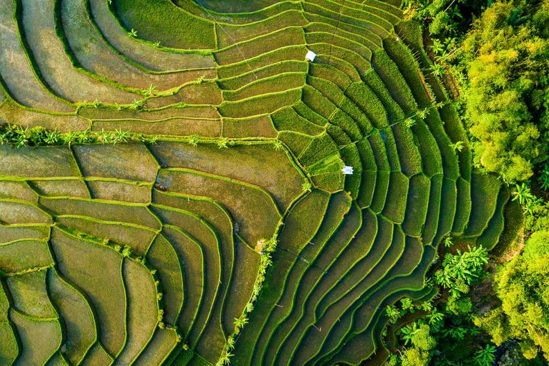 indonesia-bandung-ricefields