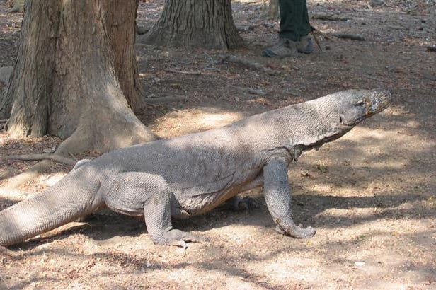 Komodo Dragoon in Indonesia