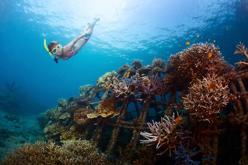 Indonesia-Bali-Pemuteran-corals