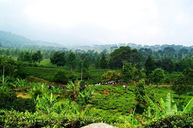 Tea plantation in Puncak in Indonesia