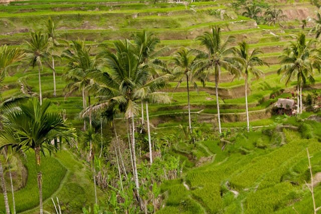ubud