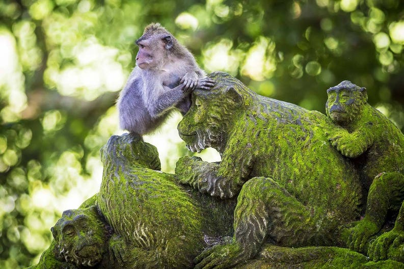 indonesia-ubud-sacred-monkey-forest
