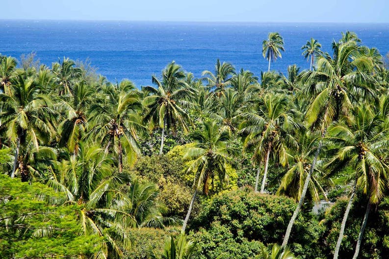 Cook Islands Rarotonga palm canopy