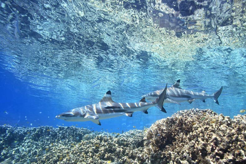 Solomon Islands sharks