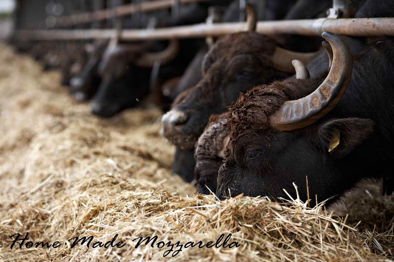 barlotti-wine-and-sail