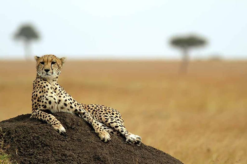 a-cheetah-on-the-masai-mara-national-reserve-kenya-82745467