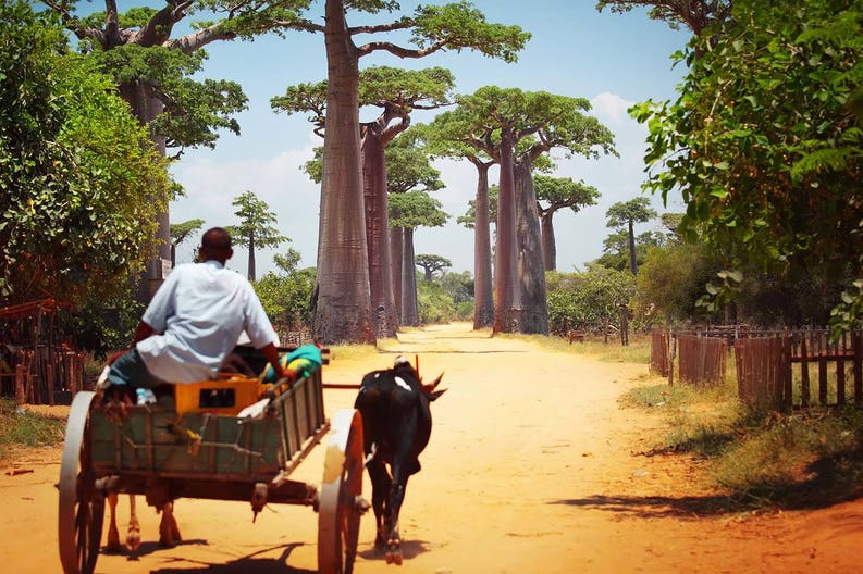madagascar-baobab-alley-zebu-cart