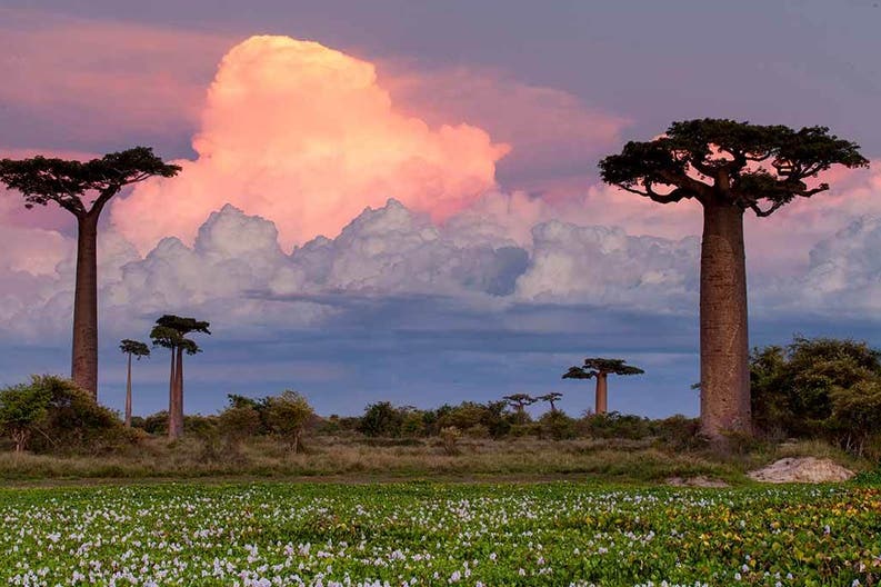 View of a baobab alley in Madagascar