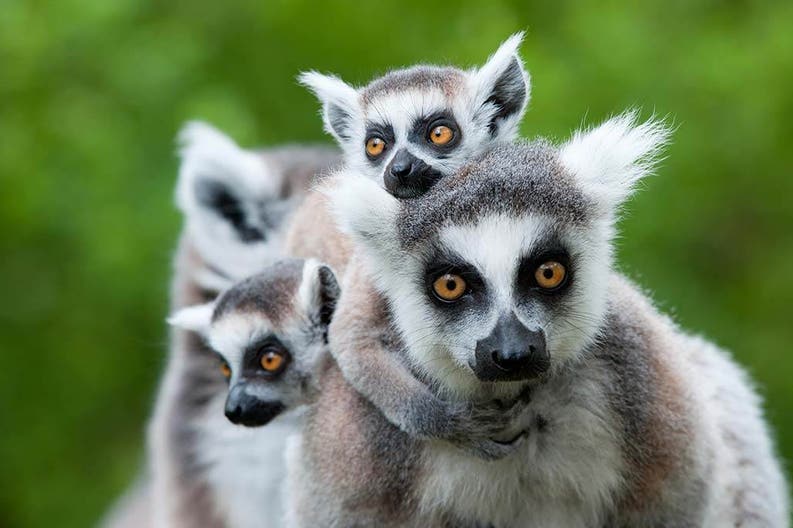 Lemurs' family in Madagascar